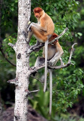 Female Proboscis Monkeys Known Big Pendulous Editorial Stock Photo ...