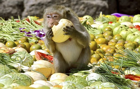 Monkey Grabs Mouthful Fruit During Monkey Editorial Stock Photo - Stock ...