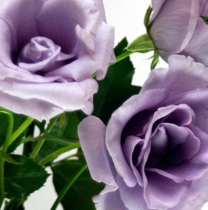 Blue Roses On Display Unveiling Dna Editorial Stock Photo - Stock Image ...