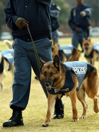 do police dogs wear bulletproof vests