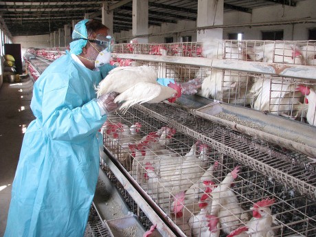 Workers District Poultry Development Collect Blood Editorial Stock ...