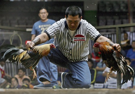 Referee Presides Over Cockfight World Slasher Editorial Stock Photo ...