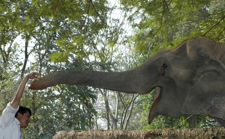 64 Elephant teeth Stock Pictures, Editorial Images and Stock Photos ...