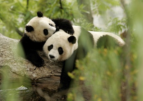 One Year Old Giant Panda Tai Editorial Stock Photo - Stock Image ...