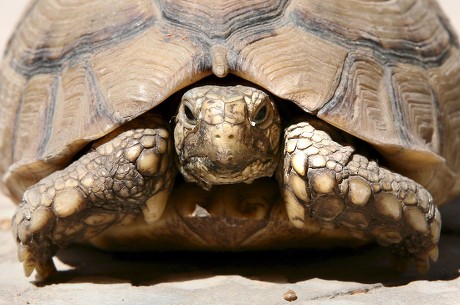 Egyptian Tortoise Whose Habitat Stretches Along Editorial Stock Photo ...