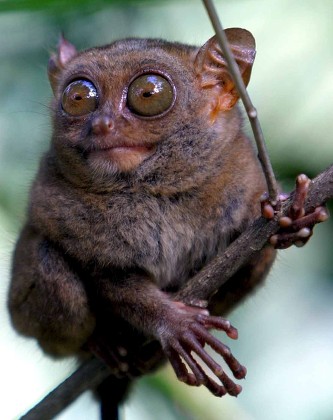 Philippine Tarsier Sits On Branch Captive Editorial Stock Photo - Stock ...