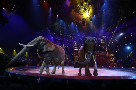 Erwin Frankellos Elephant Troop Performs During Editorial Stock Photo ...