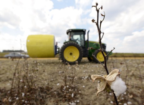 Tractor Moves Module Cotton Field While Editorial Stock Photo - Stock ...