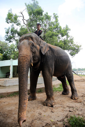 Mahout Rides Elephant Hanoi Zoo Hanoi Editorial Stock Photo - Stock ...