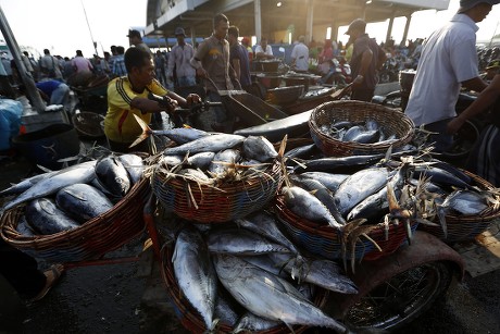 Worker Transport Fish Boat Traditional Fishing Editorial Stock Photo ...