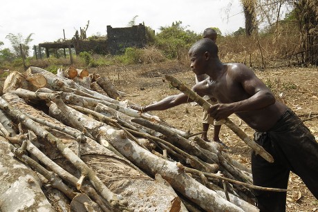 250 Charcoal industry Stock Pictures, Editorial Images and Stock Photos ...