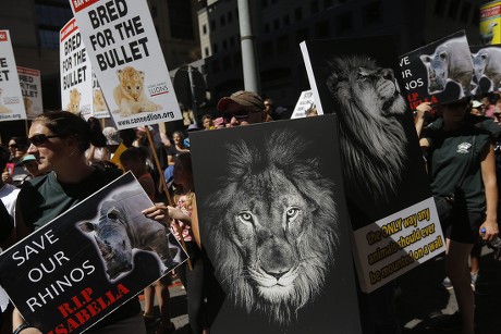 Animal Rights Activists Carry Placards During Editorial Stock Photo ...