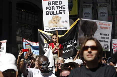 Animal Rights Activists Carry Placards During Editorial Stock Photo ...