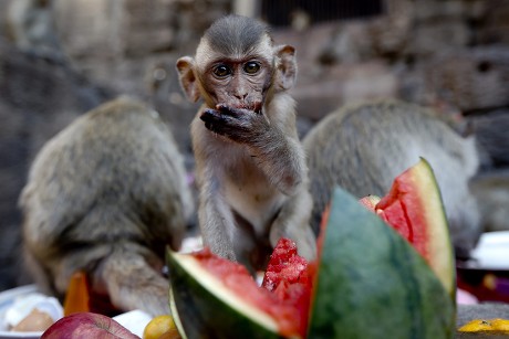 Young Monkey Feasts On Watermelon During Editorial Stock Photo - Stock ...