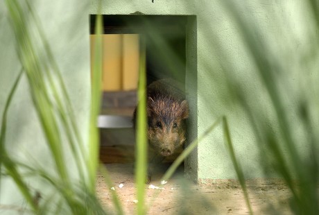 Fullgrown Pygmy Hog Porcula Salvania Makes Editorial Stock Photo ...