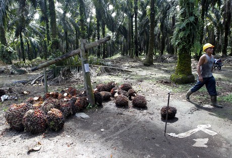 250 Indonesia palm oil deforestation Stock Pictures, Editorial Images ...