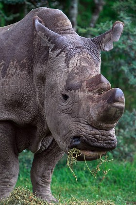 Kenya Conservation White Rhino Rhino - May 2015
