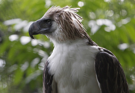 Girlie Philippine Eagle Estimated Be 32 Editorial Stock Photo - Stock ...