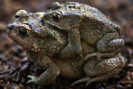 Sri Lanka Bull Frog Kaloula Taprobanica Editorial Stock Photo - Stock ...