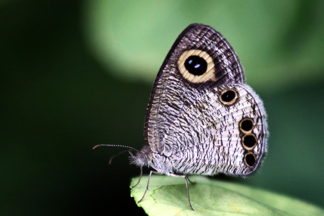 Lepidoptera - Wikipedia