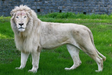 Siam White Lion Specie Native South Editorial Stock Photo - Stock Image ...