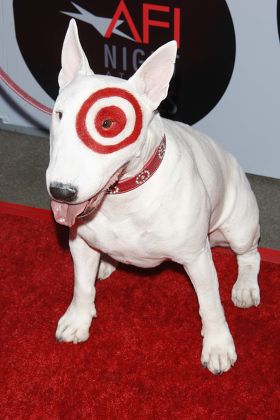 spot target dog