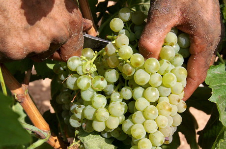 Spain Economy Wine Harvest - Sep 2010