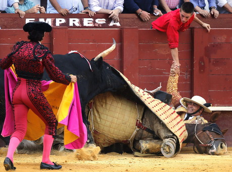 Mounted Bullfighter Placido Sandoval R Knocked Editorial Stock Photo ...