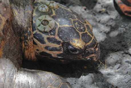 Carey Turtle Seen Beach After Group Editorial Stock Photo - Stock Image ...