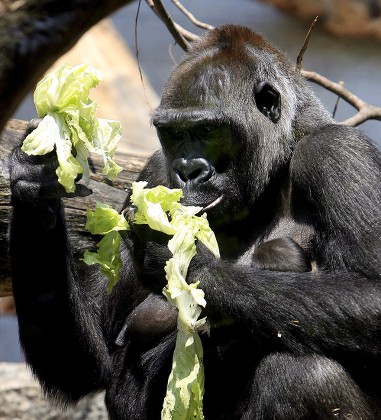 Gorilla Mother Mamitu Holds Her Baby Editorial Stock Photo - Stock ...