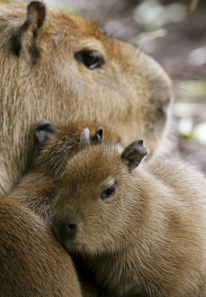 Young Capybara Water Pigs Hydrochoerus Hydrochaeris Editorial Stock ...