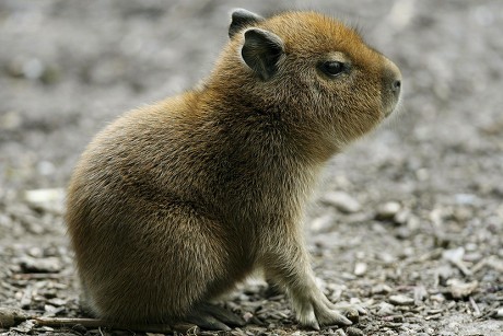 Young Capybara Water Pig Hydrochoerus Hydrochaeris Editorial Stock ...