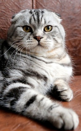 250 Scottish fold Stock Pictures, Editorial Images and Stock Photos ...