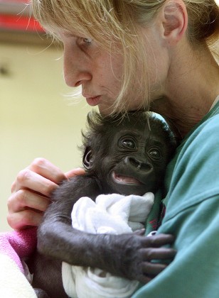 The keeper nuzzles with eight-weeks-old gorilla baby 'Mary Two' at