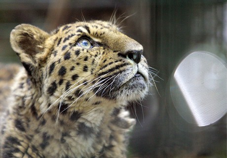 Picture Shows Worlds Oldest Amur Leopard Editorial Stock Photo - Stock