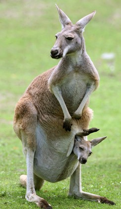 Young Kangaroo Looks Out Pouch Mother Editorial Stock Photo - Stock ...