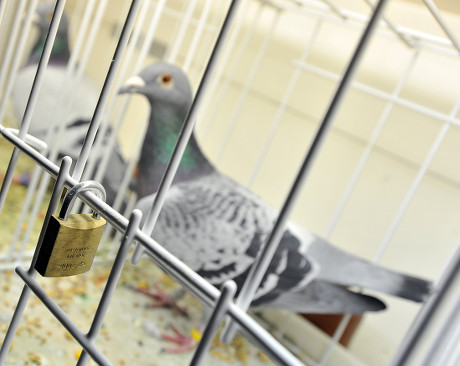 Pigeon Pictured Cage During German Exhibition Editorial Stock Photo