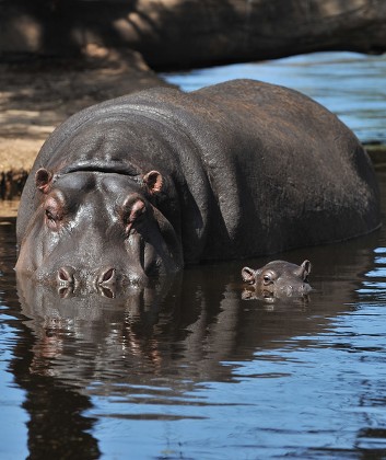 Hippopotamus Brindabella Her Baby Daughter Zadawi Editorial Stock Photo ...