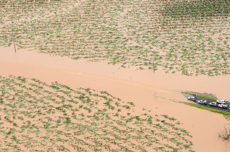 Banana Farm Flooded Plantation Ruined Outside Editorial Stock Photo Banana Farm Flooded Plantation Ruined Outside Editorial Stock Photo