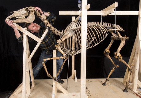 Renovation of Napoleon's horse skeleton, London, UK - 19 Jan 2017