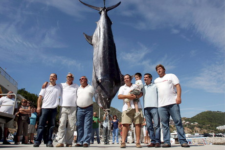 4 Atlantic blue marlin Stock Pictures, Editorial Images and Stock