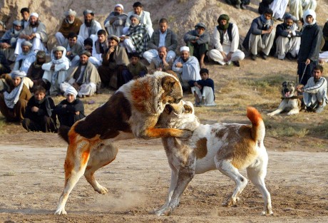 will dogs fight to the death