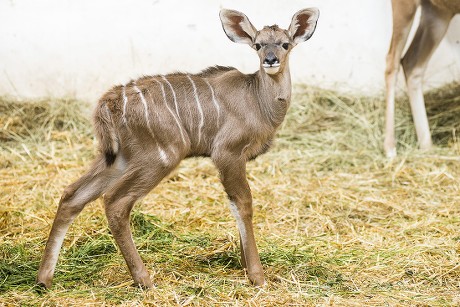 oneweek-old-male-greater-kudu-calf-editorial-stock-photo-stock-image