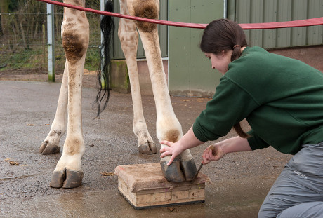 Giraffe gets a pedicure at Noah's Ark Zoo Farm, Wraxall, Somerset, UK - 15 Feb 2017