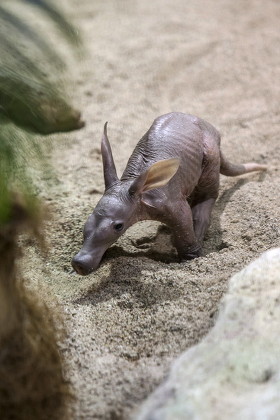 Young Aardvark Called African Ant Bear Editorial Stock Photo - Stock