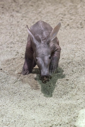 Young Aardvark Called African Ant Bear Editorial Stock Photo - Stock