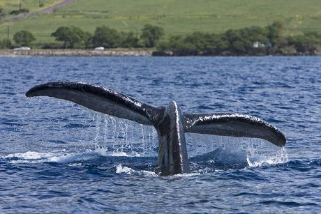 Humpback Whale Megaptera Novaeangliae Flukeup Dive Editorial Stock