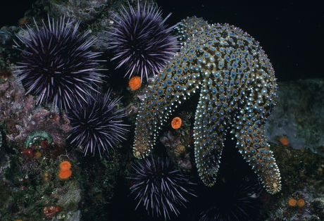 Knobby Sea Star Urchin Group Usa Editorial Stock Photo - Stock Image ...