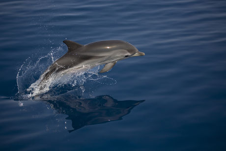 Striped Dolphin Stenella Coeruleoalba Leaping Greece Editorial Stock ...