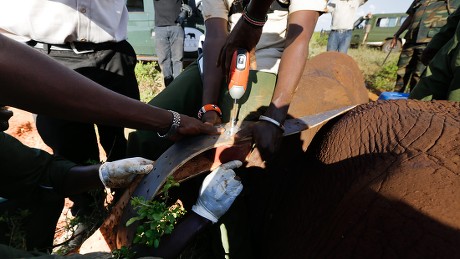 Rangers Kenya Wildlife Service Kws Fit Editorial Stock Photo - Stock ...